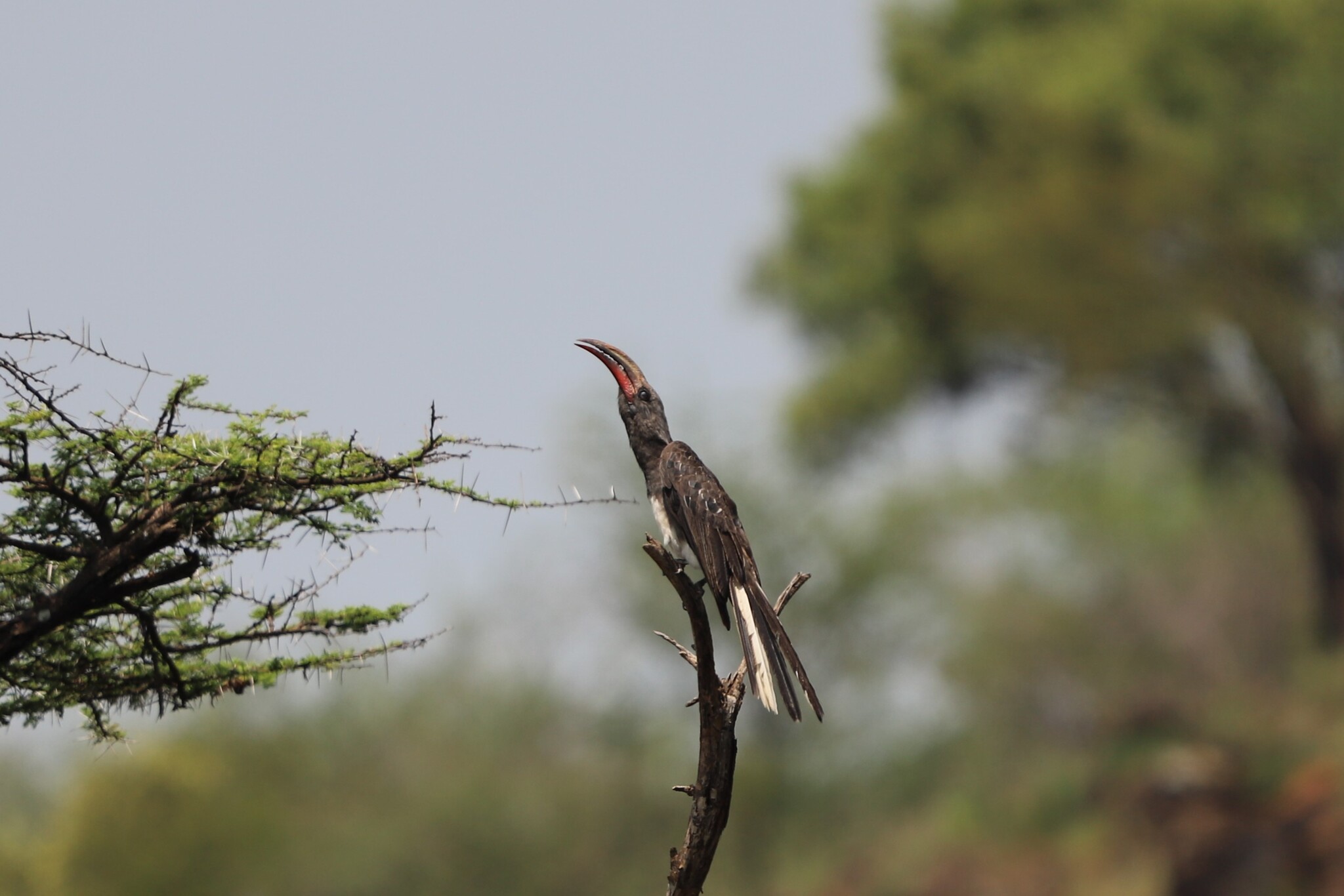 Hemprich's Hornbill (Lophoceros hemprichii), photo 4
