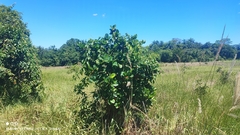 Annona coriacea, photograph (c) Thomaz Ricardo Favreto Sinani, some rights reserved (CC BY)