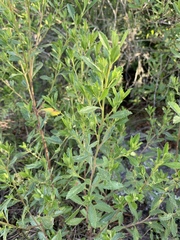 Baccharis microdonta