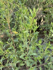 Baccharis microdonta