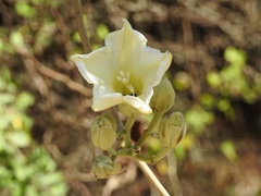 Ipomoea praecana