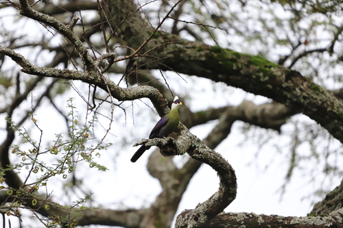 White-crested Turaco (Tauraco leucolophus), photo 4