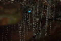 Arachnocampa