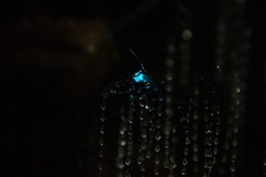 Arachnocampa