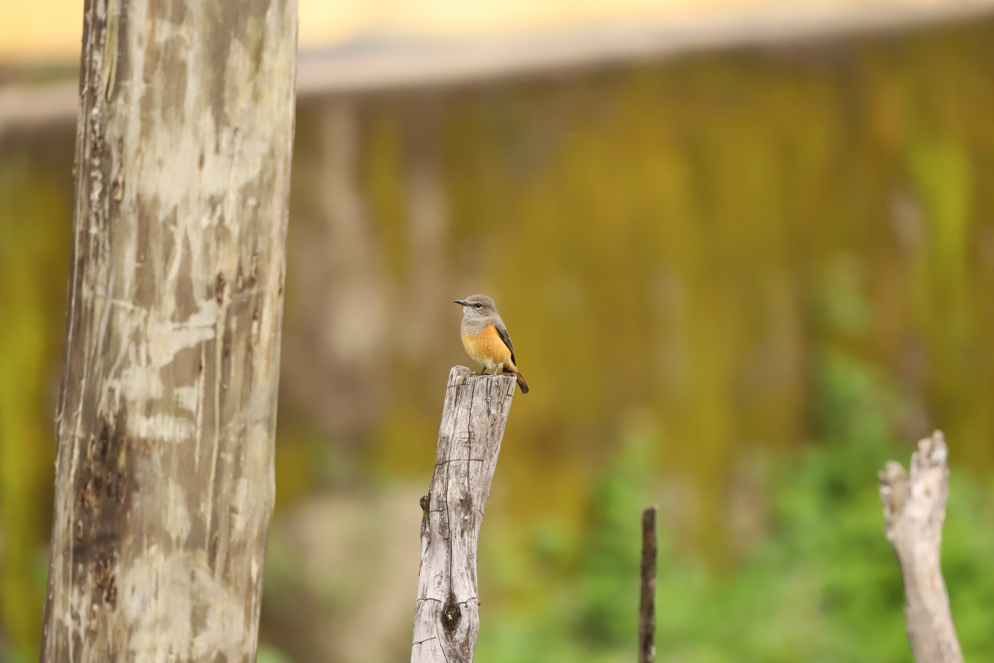 Little Rock Thrush (Monticola rufocinereus), photo 3