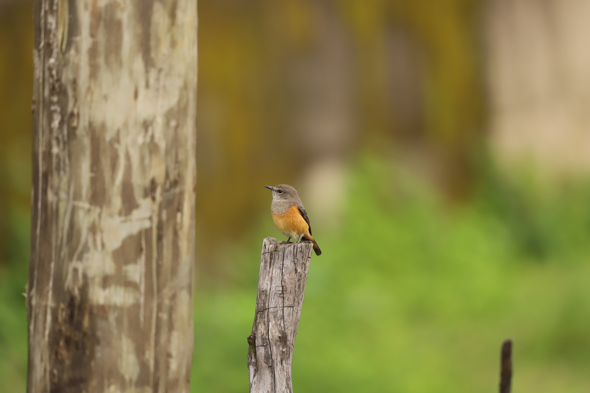 Little Rock Thrush (Monticola rufocinereus), photo 4