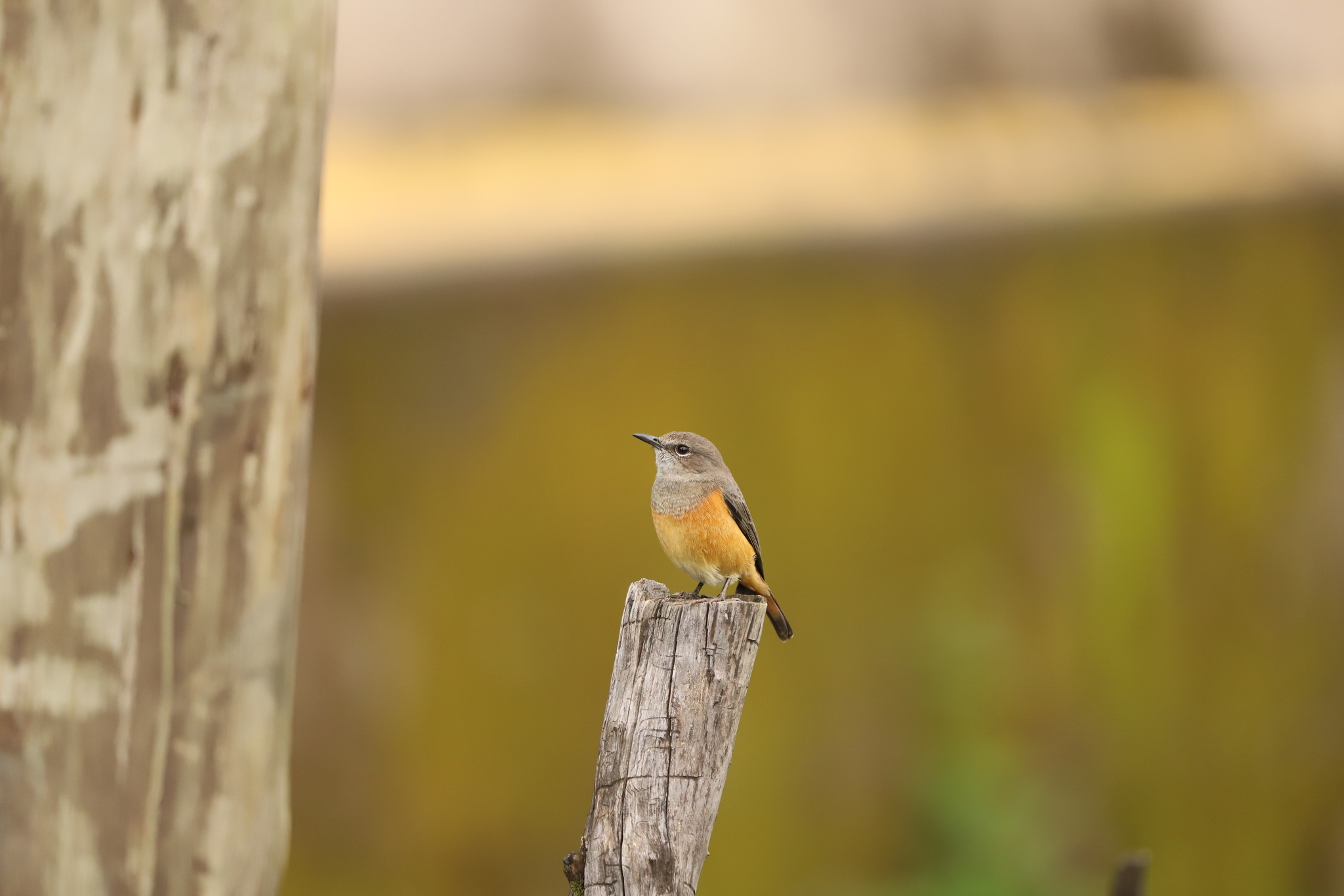 Little Rock Thrush (Monticola rufocinereus), photo 9