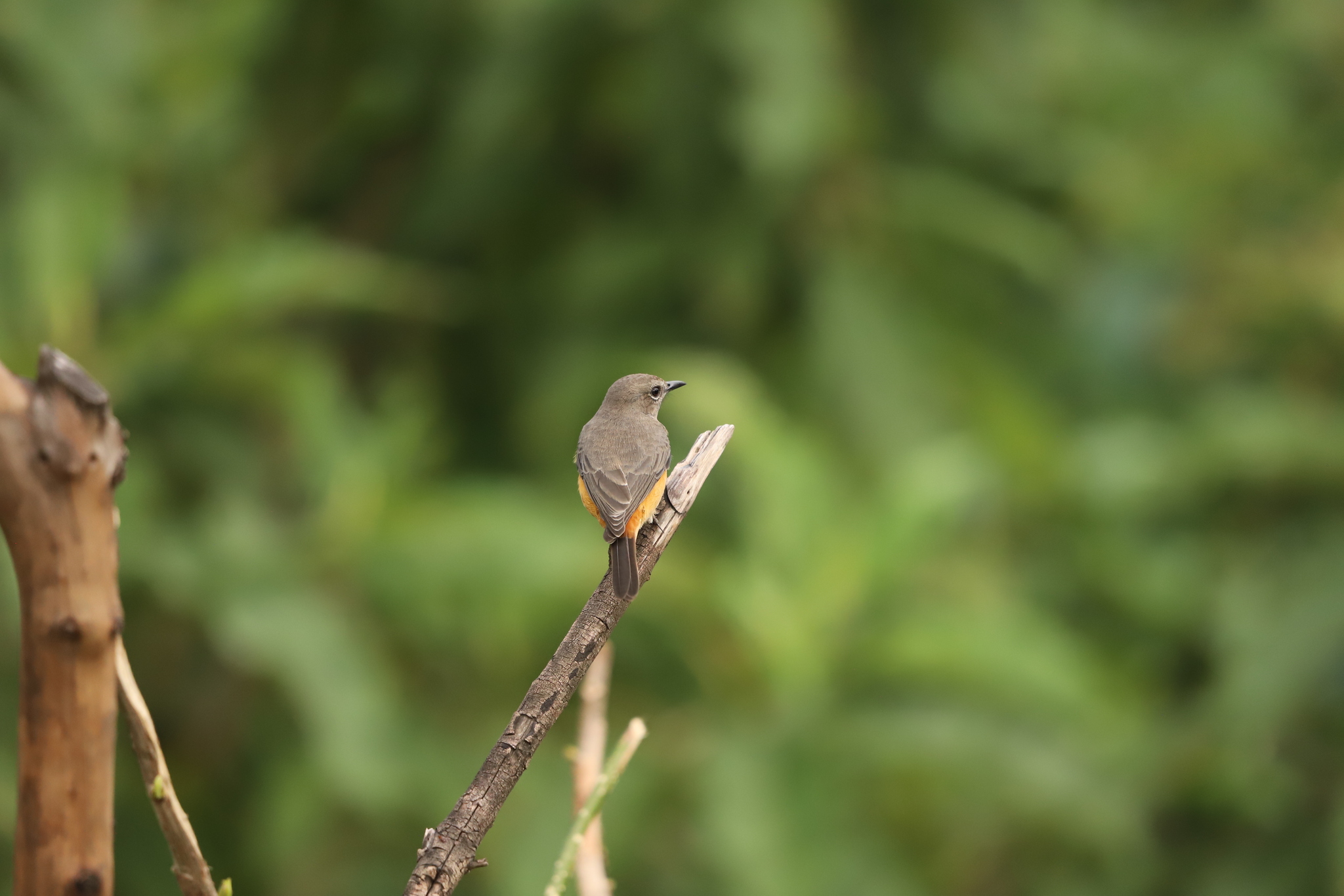 Little Rock Thrush (Monticola rufocinereus), photo 10