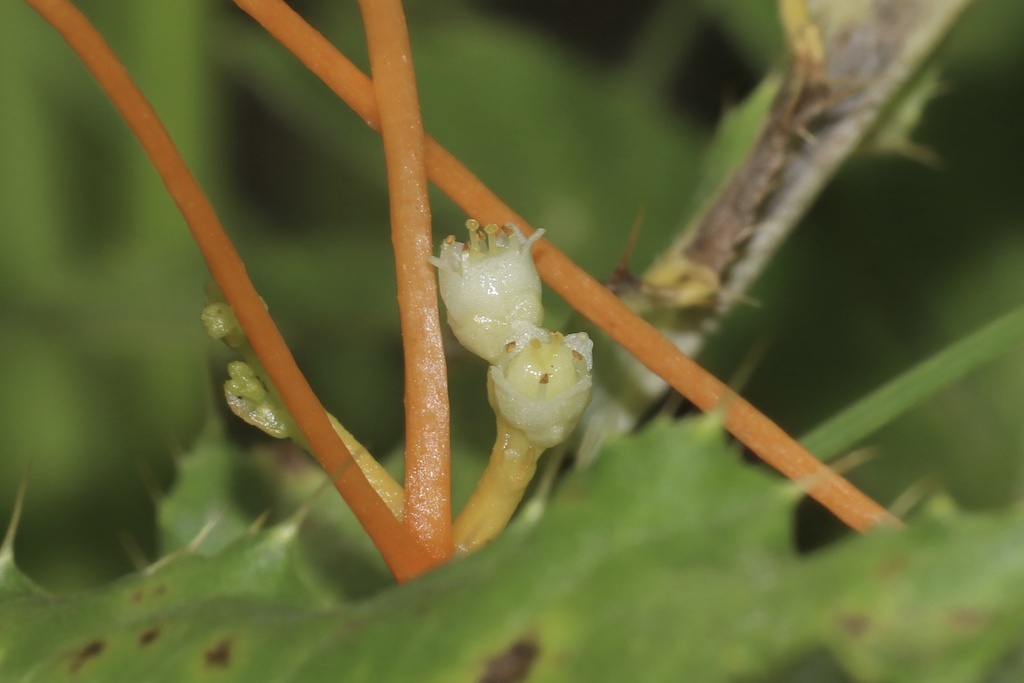 Gronovius Dodder in August 2025 by Dustin Snider · iNaturalist