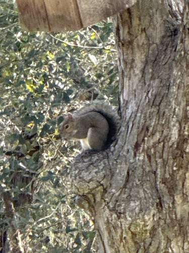 Eastern Gray Squirrel