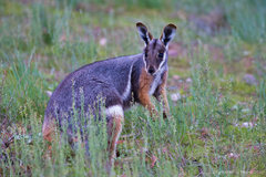 Petrogale xanthopus