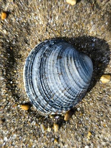 Venus verrucosa