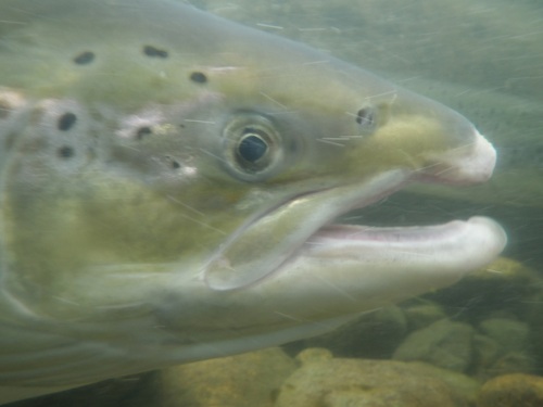 Atlantic salmon (Salmo salar) — Salmonidae — 5