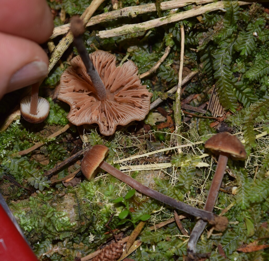 Macrocystidia cucumis · January 2026 · photo: © davidwhyte (iNaturalist, cc-by-sa)