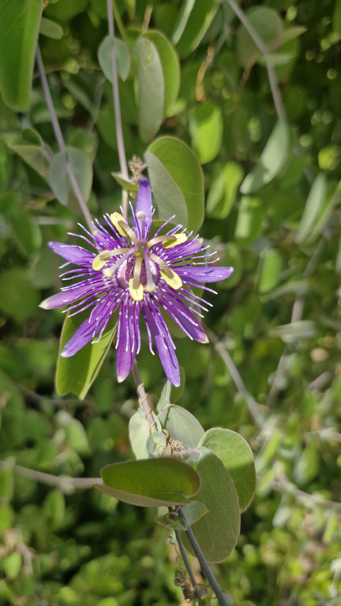 Passiflora subrotunda