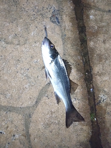Asian seabass (Lateolabrax latus) — Lateolabracidae