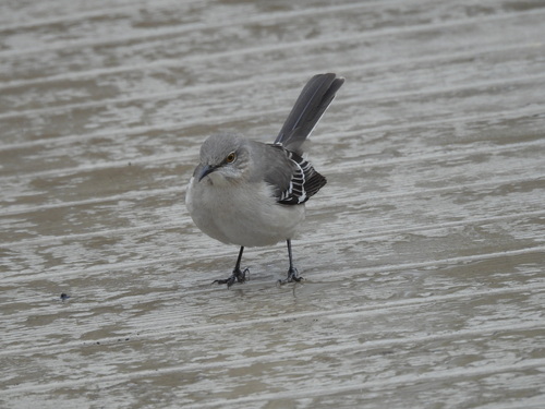 Northern Mockingbird