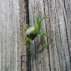 Bijoaraneus praesignis