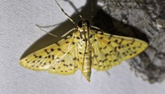 Conogethes punctiferalis