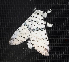 Kamalia australis