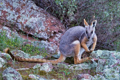Petrogale xanthopus