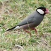 Java Sparrow - Photo (c) Craig Fujii, some rights reserved (CC BY-NC-ND), uploaded by Craig Fujii