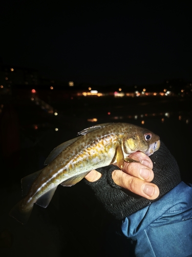 Atlantic Cod