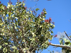 Psittacanthus mayanus