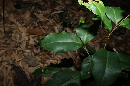 Few leaved Brush Apple (Mischocarpus anodontus)