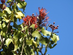 Psittacanthus mayanus