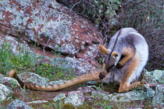 Petrogale xanthopus