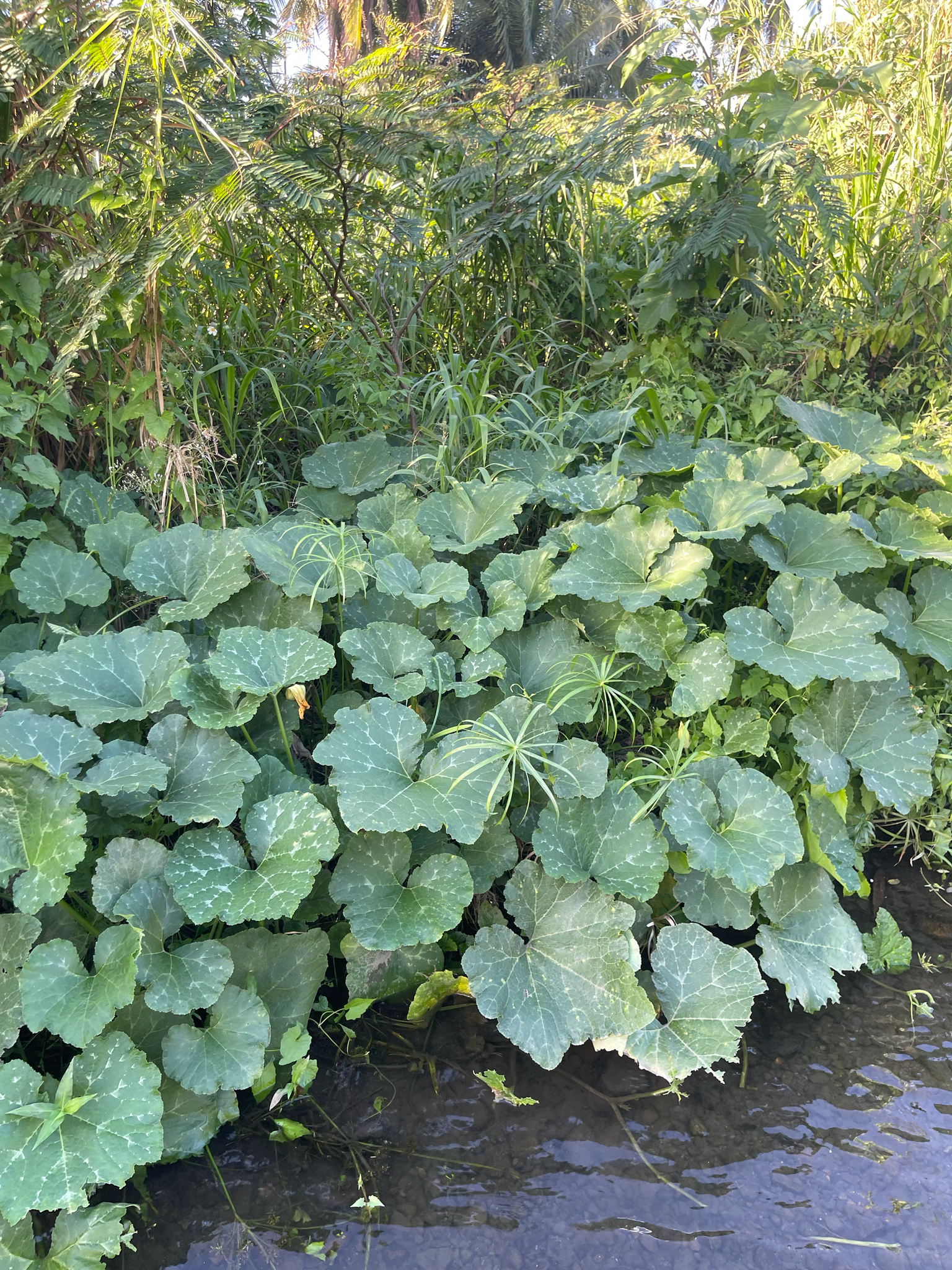 Photo by erid via iNaturalist (Copyright erid)