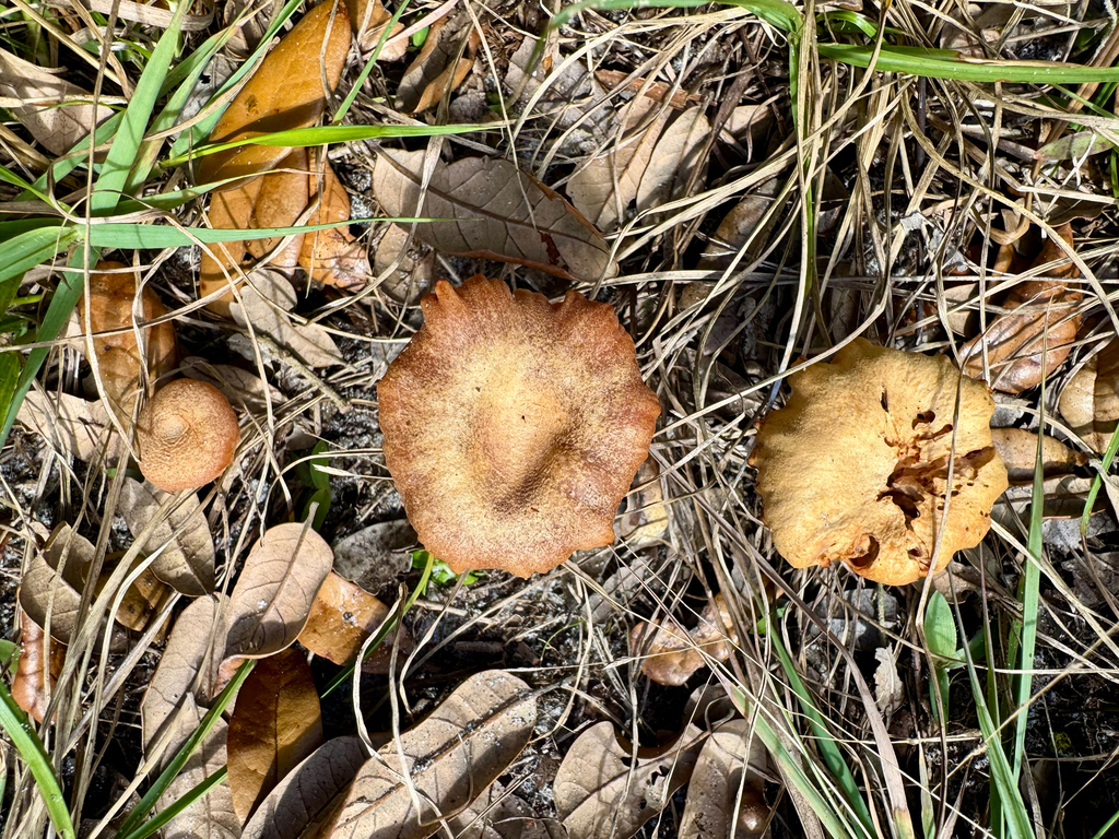 Laccaria laccata · January 2026 · photo: © kguin (iNaturalist, cc-by)