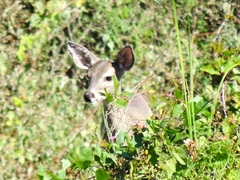Odocoileus virginianus sinaloae