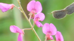 Desmodium floridanum