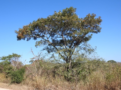 Pacific Coast mahogany (Swietenia humilis)