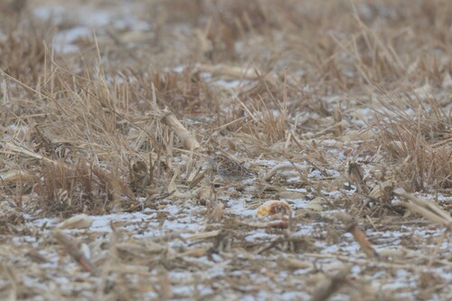Lapland Longspur (Calcarius lapponicus), photo 4