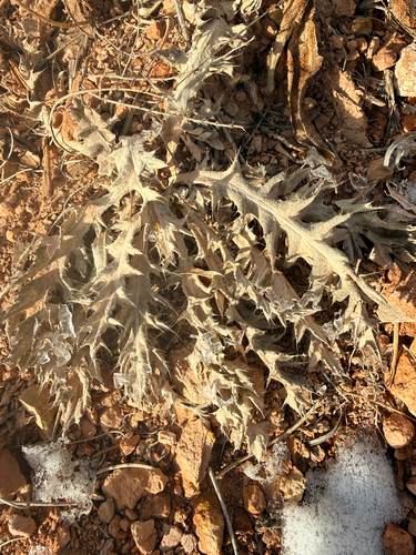 Wellenblättrige Distel