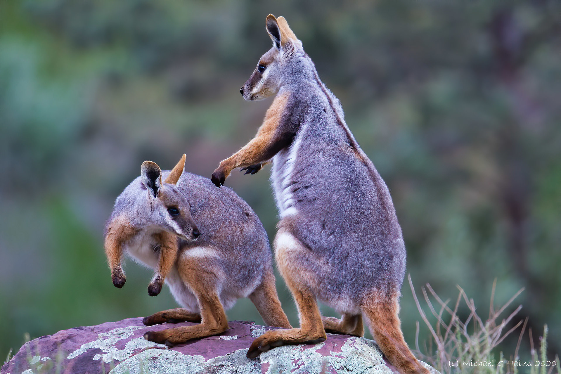 Yellow-footed rock-wallaby (Petrogale xanthopus) - JungleDragon