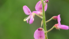 Desmodium floridanum