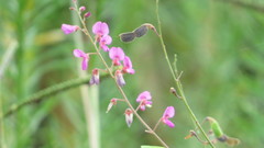 Desmodium floridanum