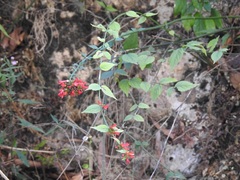 Russelia acuminata