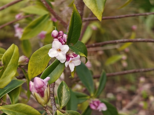 Daphne odora
