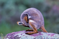 Petrogale xanthopus