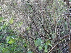 Otatea rzedowskiorum