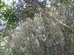 Otatea rzedowskiorum