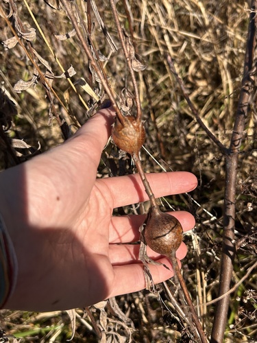 Unknown species found near Cades Cove, Townsend, TN, US
