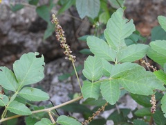Paullinia