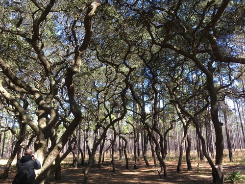 sand live oak