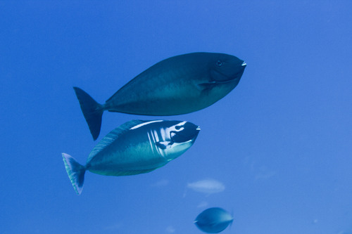 Black unicornfish (Naso hexacanthus) — Acanthuridae — 4
